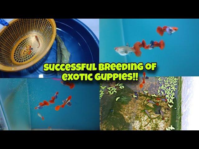 Successful breeding of EXOTIC GUPPIES!!!