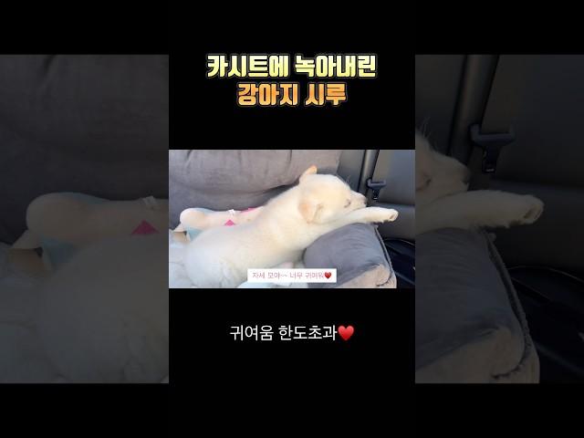 완전 편하다개~~ 강아지 시절 시루 #2개월강아지 #진도믹스 #시고르자브종 #강아지성장일기 #반려견 #가족 #드라이브