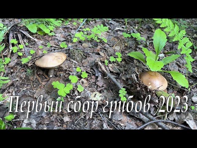 Первый сбор грибов 2023 | First mushroom pick 2023