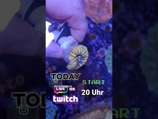 www.twitch.tv/nautilusaquaristik #aquarium #fish #hobby #meerwasser #meerwasseraquaristik