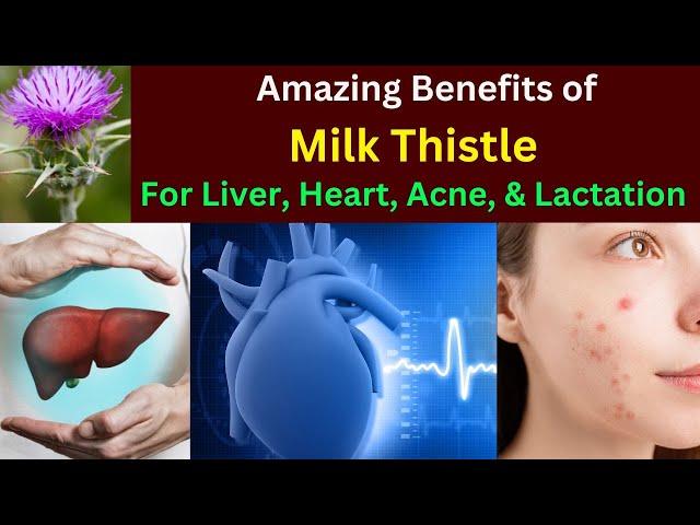 Benefits of milk Thistle | Milk thistle for liver, heart, lactation | Silymarin benefits