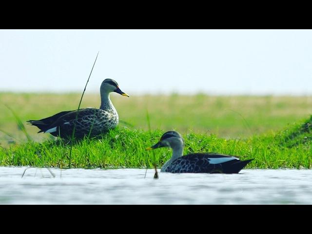 Spotbill Duck Video