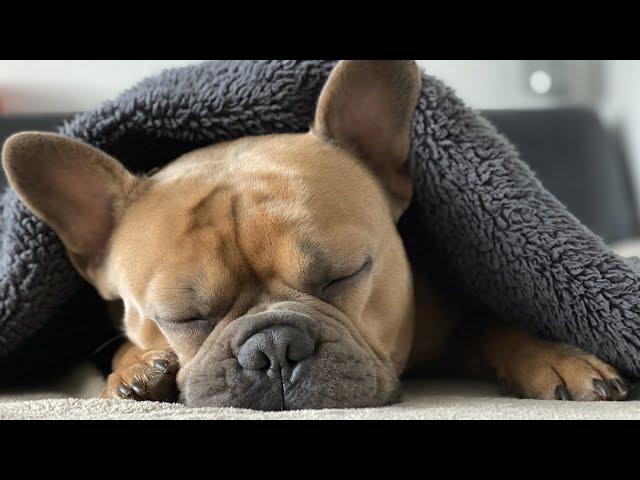 White Noise For Dogs 10 Hours NO ADS