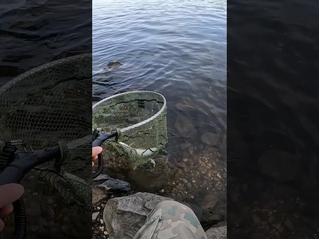 Ох уж эти цапли,  рыбалка на жереха! #fishingvideo #рыбалканаспиннинг #жерех