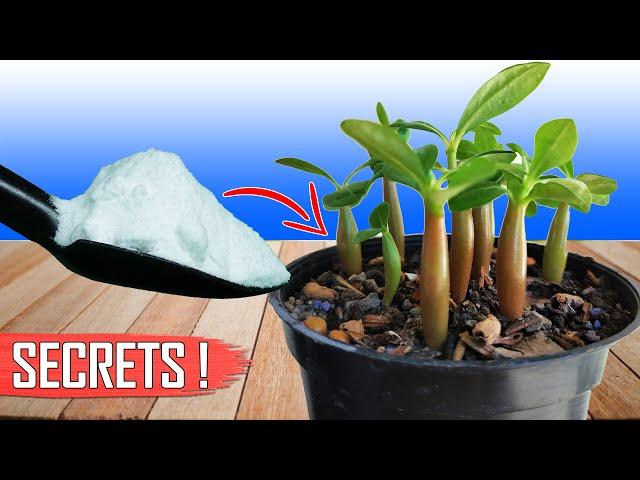 3 GARDENING SECRETS TO GROWING ADENIUM FROM SEEDS || HOW TO GROW ADENIUM?