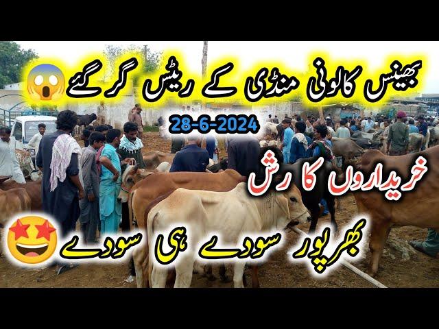 Bhains colony karachi Cattle Rate Update | 28-Jun-2024 | Cow Mandi 2025 Season