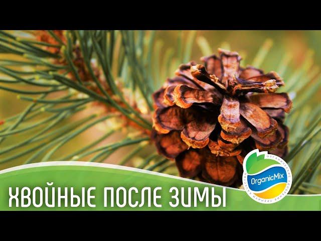 Хвойные весной // Подкормка для хвойных растений