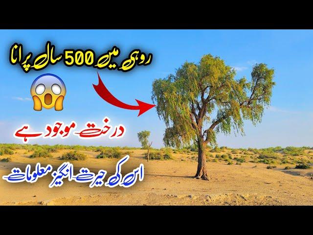 Desert Rohi Cholistan Me 500 Saal Purana Tree 