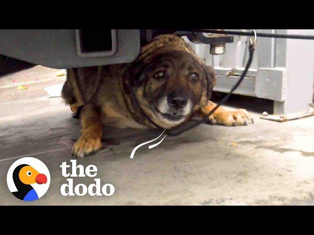 Stray German Shepherd Was Crying Nonstop Until She Was Rescued | The Dodo