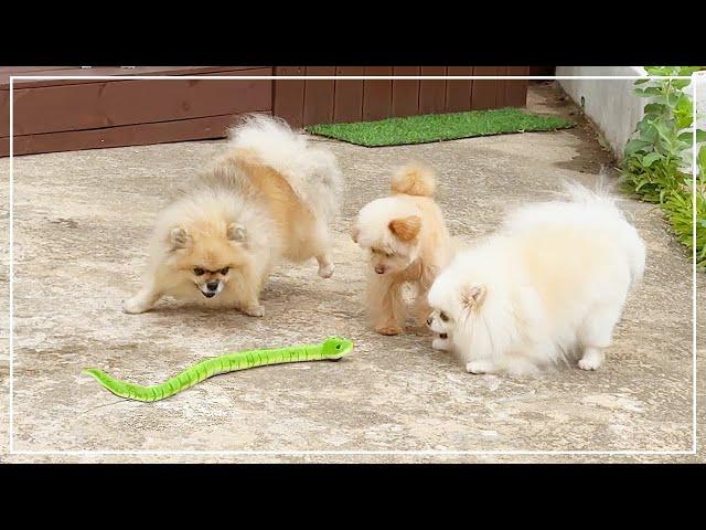 Unleashing a snake on puppies