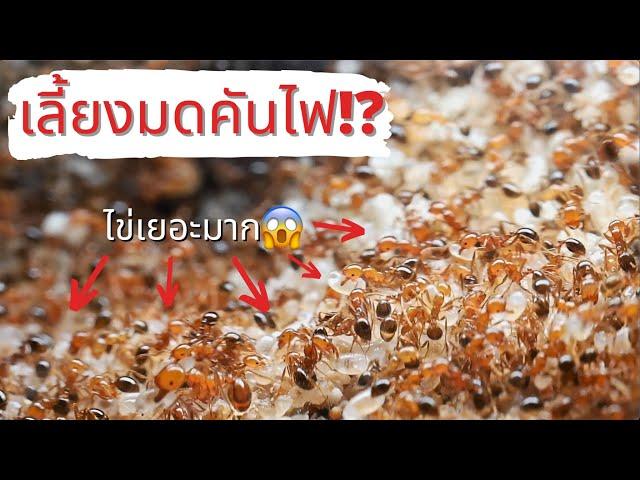 EP 29 มดคันไฟเลี้ยงได้ไหม!? | MORE MOD