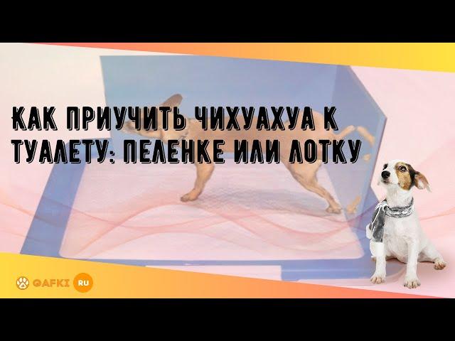 Как приучить чихуахуа к туалету: пеленке или лотку