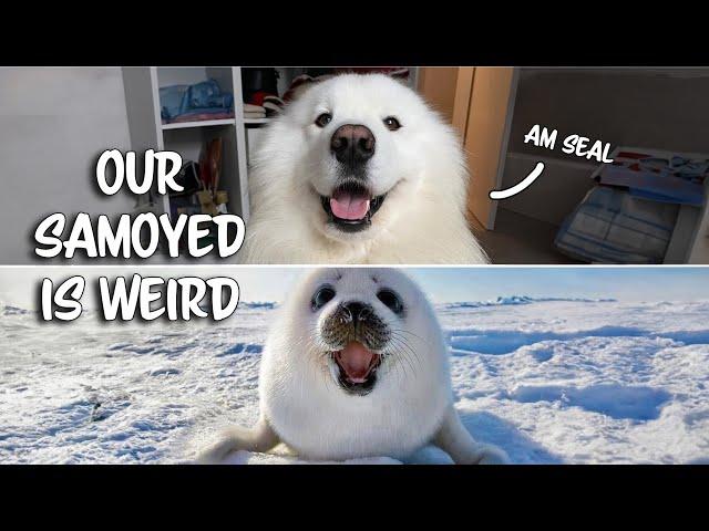 Weird Things our Samoyed does