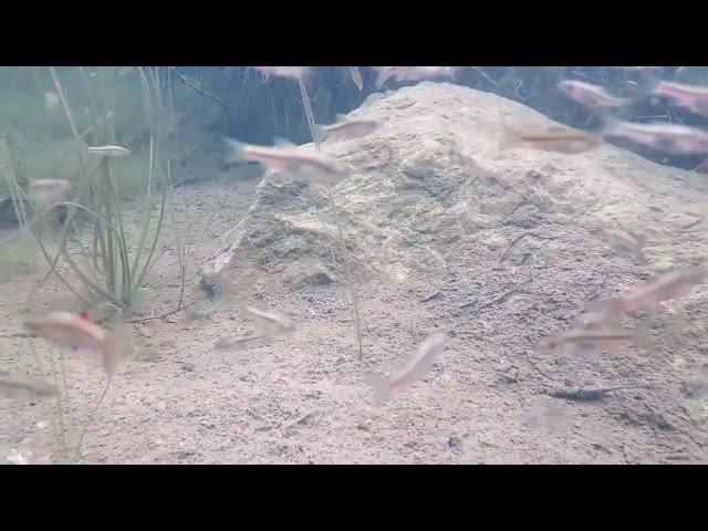 Redfin minnows in Baviaans Kloof