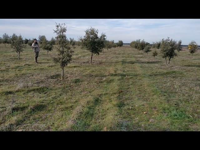 Finca con explotación trufera | AgroAnuncios.es