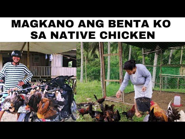 Magkano ang benta ko sa native chicken?