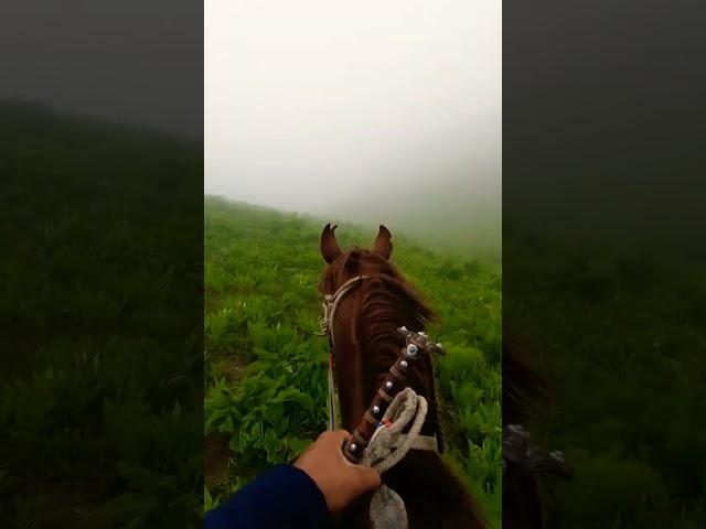 #kyrgyzstan #horse #kazakhstan #animals #uzbekistan #mountains #nature #travel #wildlife