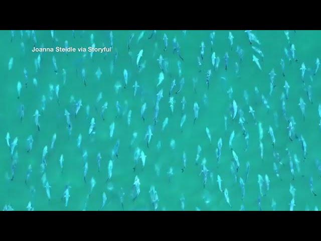 Large school of bluefish caught on camera off New York coast