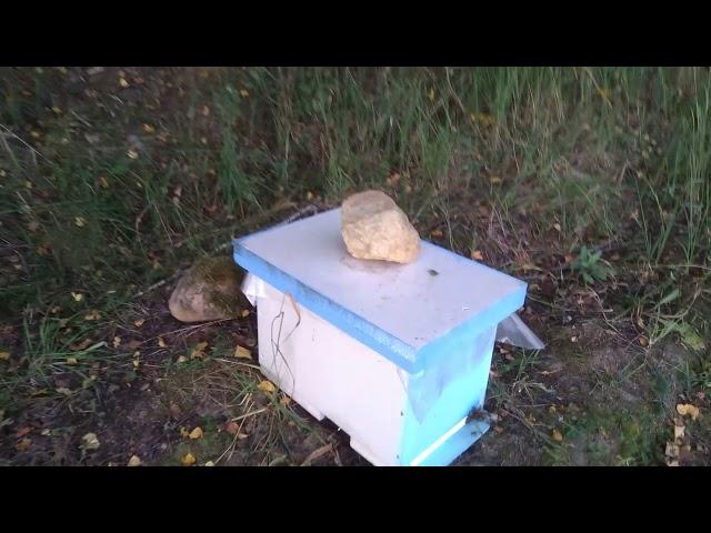 Шести рамочники в работе