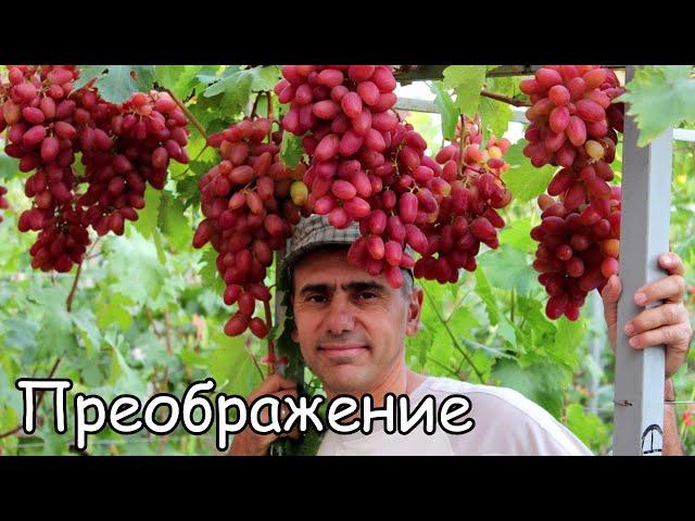 Виноград Преображение