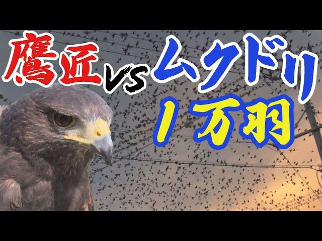 タカ vs ムクドリ １万羽　害鳥対策の依頼続々！鷹匠に密着【アップ！特集】