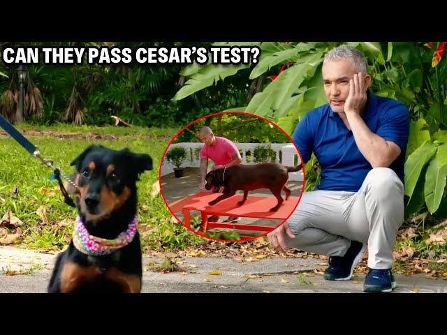 The Best Way To Get Your Dog Into The Car | Cesar Recruit Asia, Episode 1 - Part 2