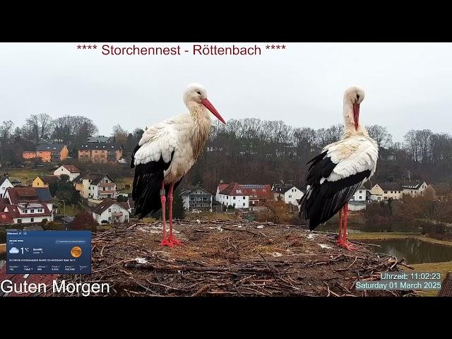 2025 03 01 Storchennest Röttenbach, Guten Morgen, Rötti's zurück aus den Fanggründen kalt 1°C