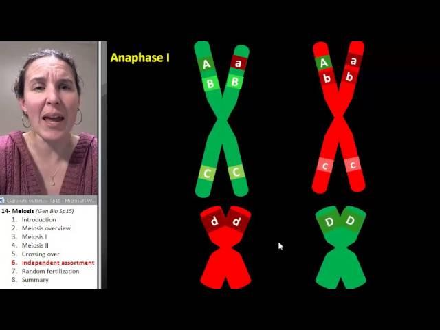 Meiosis 6- Independent assortment