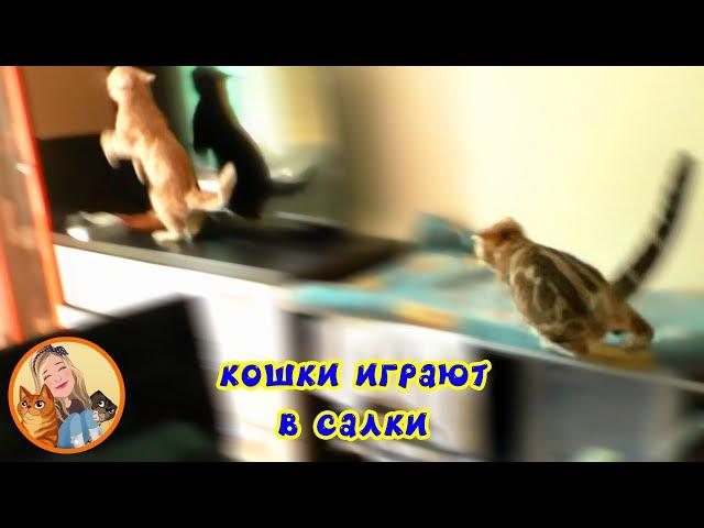 Мурлыки играют в салки / Cats are playing in salki