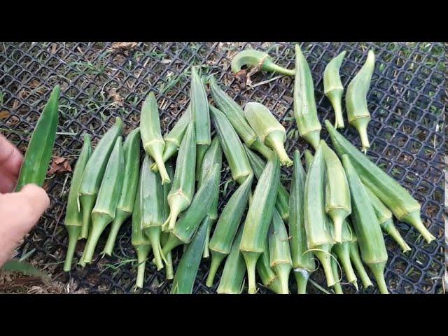 Jambalaya Hybrid Okra Osborne Quality Seeds