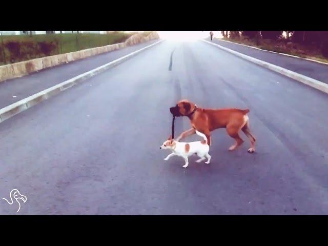 Dogs Walking Each Other