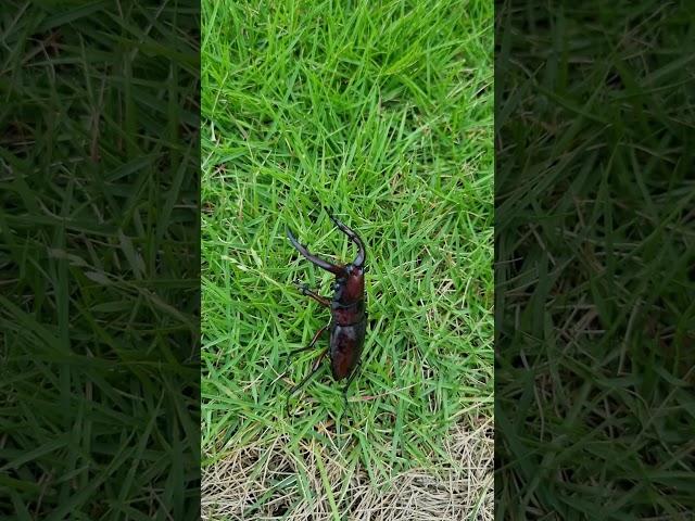 뒤집어져 죽어가던 녀석을 설탕물 먹였더니 조금 살아난듯? 기운이 없어서 어쩐다니 ㅡㅡ, #톱사슴벌레 #사슴벌레
