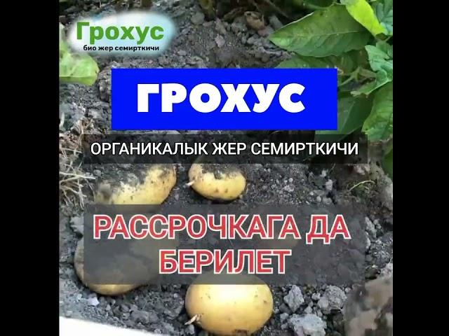 ГРОХУС БИО ЖЕР СЕМИРТКИЧИ МЕНЕН МОЛ ТҮШҮМ АЛЫҢЫЗ