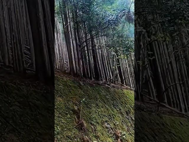 山奥の廃村から聞こえる謎の音【中津川廃集落跡】#shorts