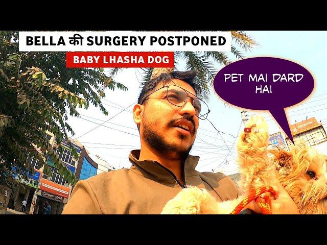 BELLA की SURGERY POSTPONED  UMBILICAL HERNIA IN DOGS| NIKHIL RANA VLOGS | THE INDIAN SAILOR