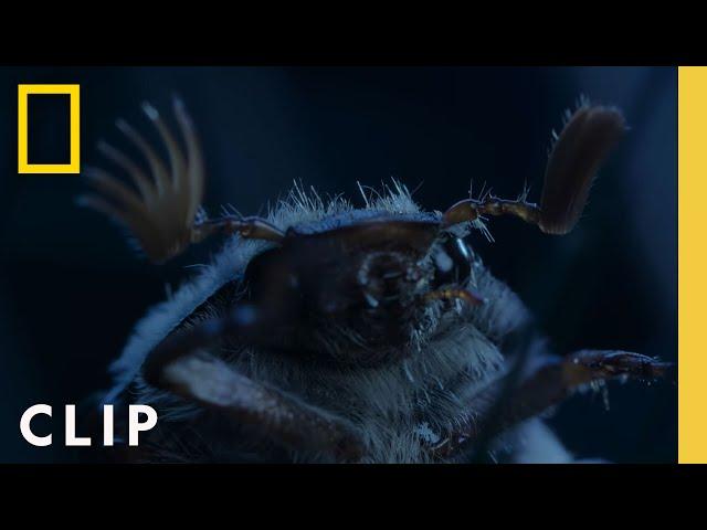 The Adventures of a Doodlebug | A Real Bug's Life | National Geographic