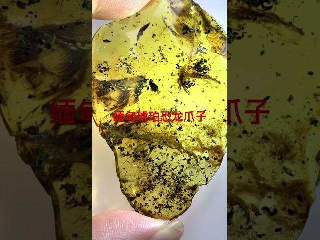 缅甸天然虫珀，恐龙爪子#缅甸琥珀 #虫珀 #恐龙 #琥珀