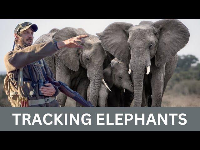 How to Approach African Elephants on Foot