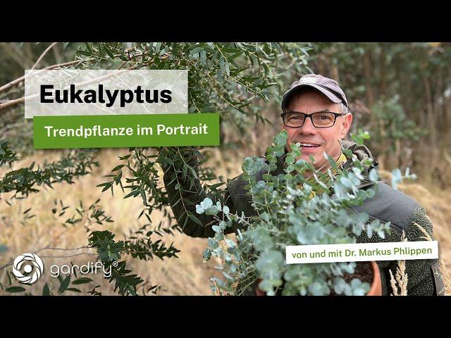 Eucalyptus - a portrait of a trendy plant: planting, cutting and using decoratively.