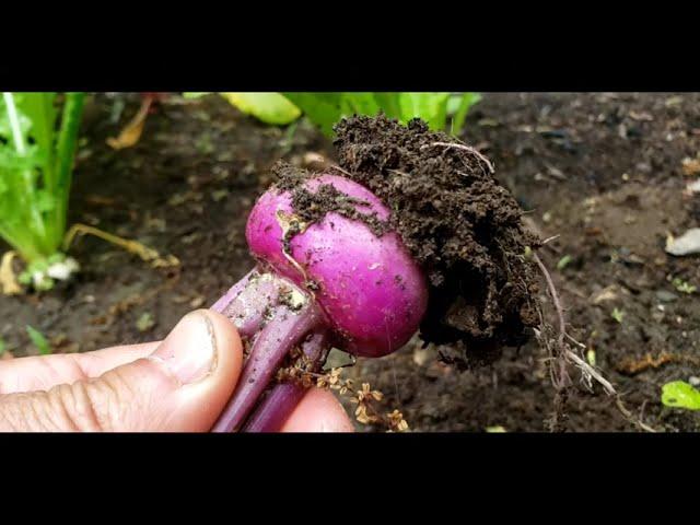 When to Harvest Turnips? Salad Turnips vs Regular Turnips