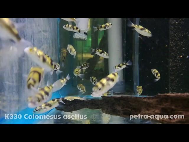 K330 Colomesus asellus Petra-Aqua