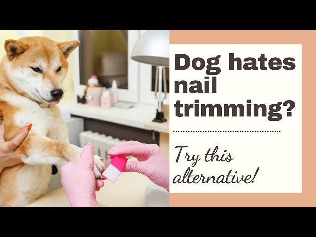 Dog Hates Nail Trimming (dog nail clipping alternative using a scratching board)