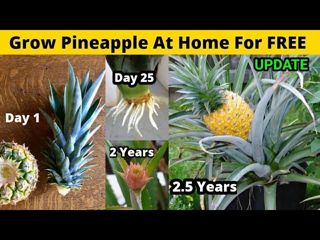 How To Grow Pineapple At Home For Free : पाइनएप्पल से ही पाइनएप्पल उगाने का सीक्रेट तरीका