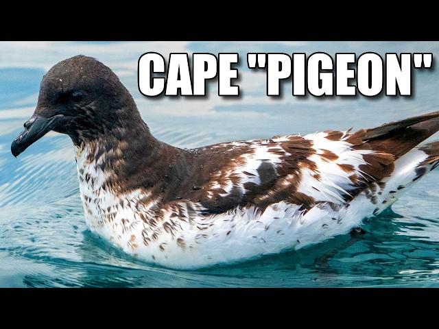 Cape Petrel Facts: the Cape PIGEON  Animal Fact Files