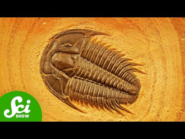 We've Been Collecting This Fossil for 15,000 Years