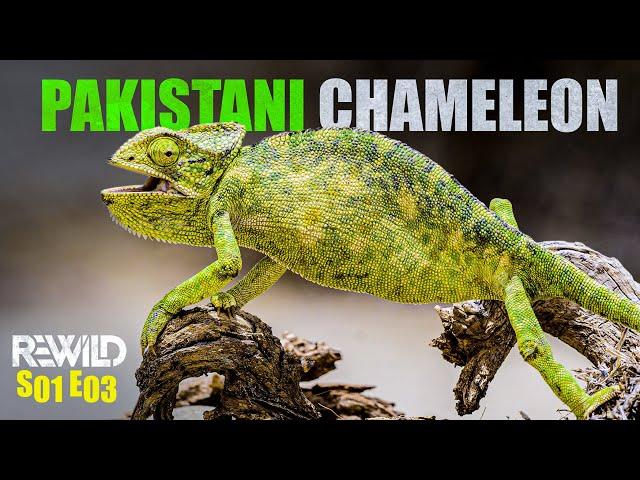 Asian Chameleon / Indian Chameleon – The Silent Assassin