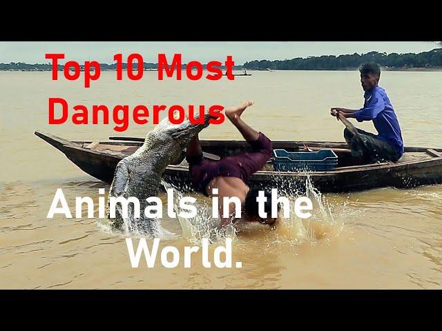 The Top 10 Deadly Creatures – Beware and Stay Safe!