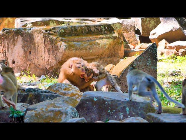 Terrible Attacked!! Baby Monkey In Sovana Team Got Terrible Attacked From Tom