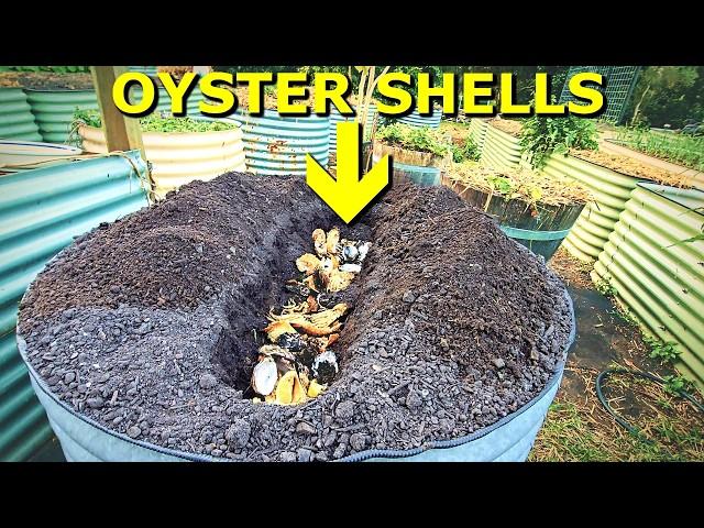 What Happens When You BURY OYSTER Shells in the Garden?