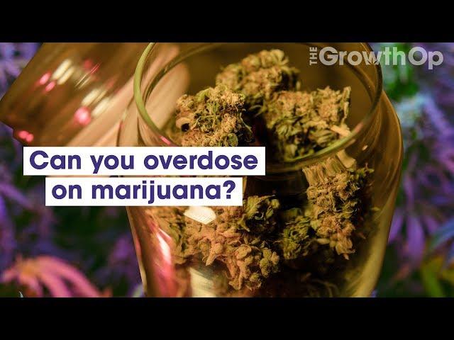 Can you overdose on marijuana? | Weed Easy